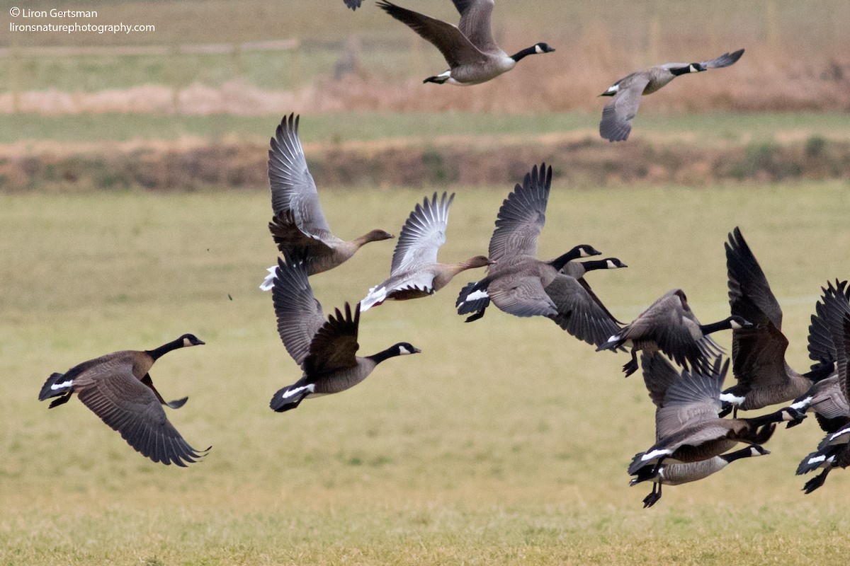 Pink-footed Goose - ML46309181