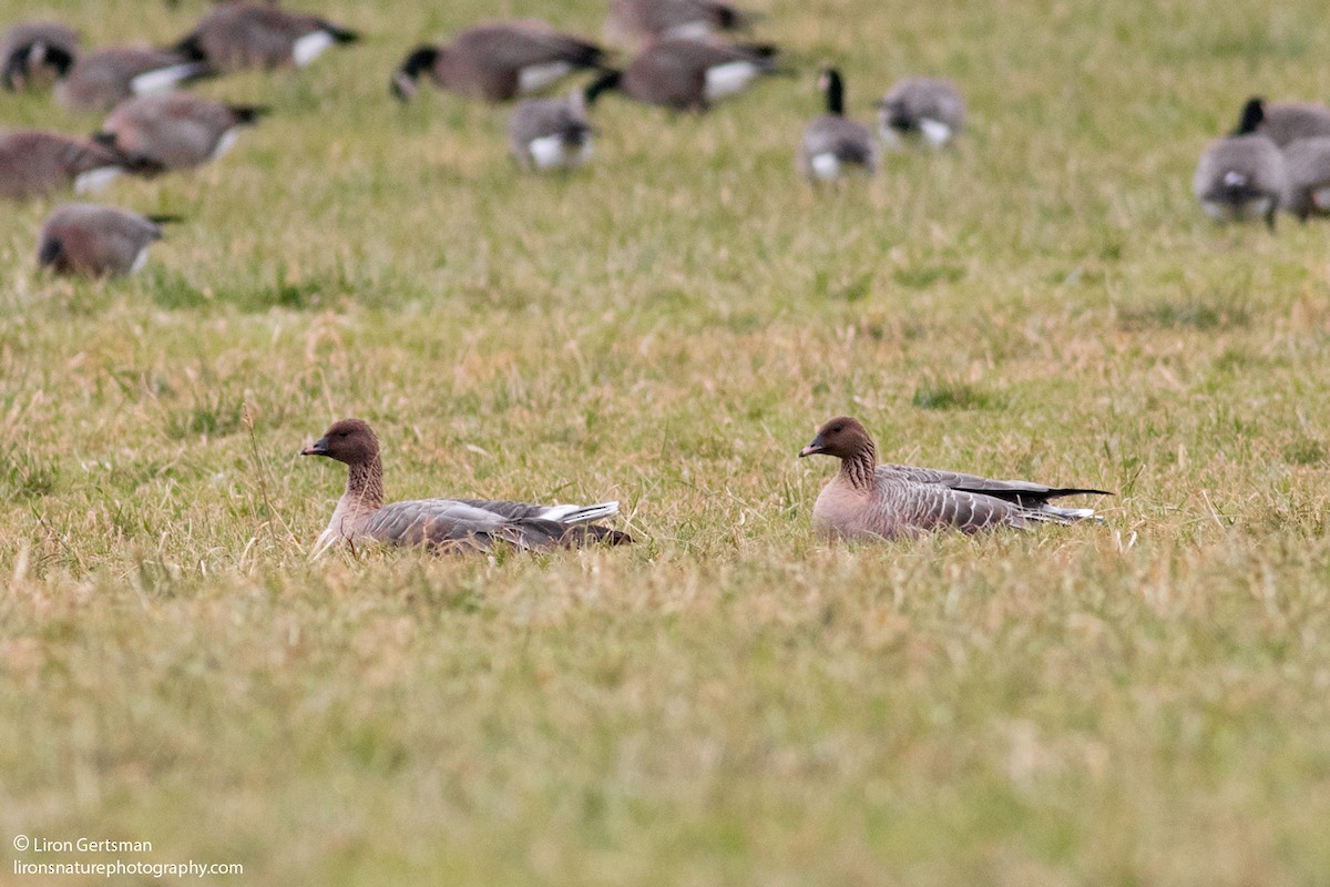 Pink-footed Goose - ML46309191