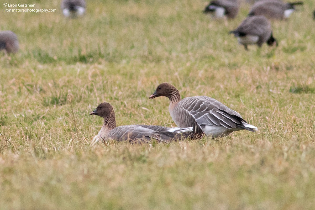Pink-footed Goose - ML46309221