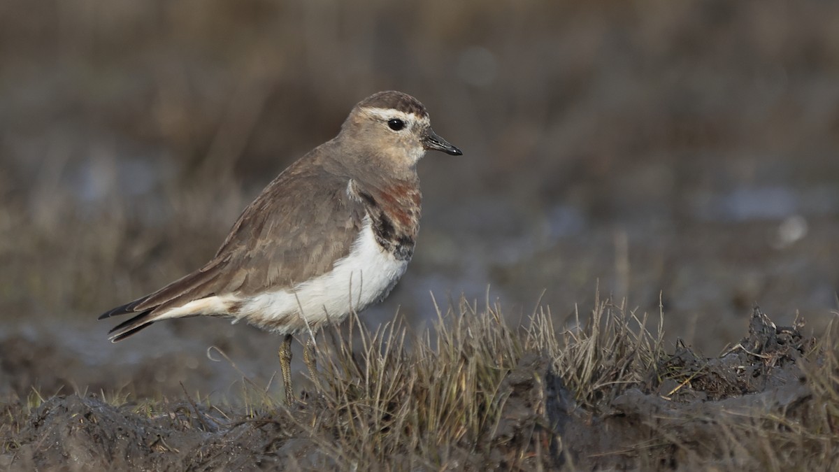 Rufous-chested Dotterel - ML463092461