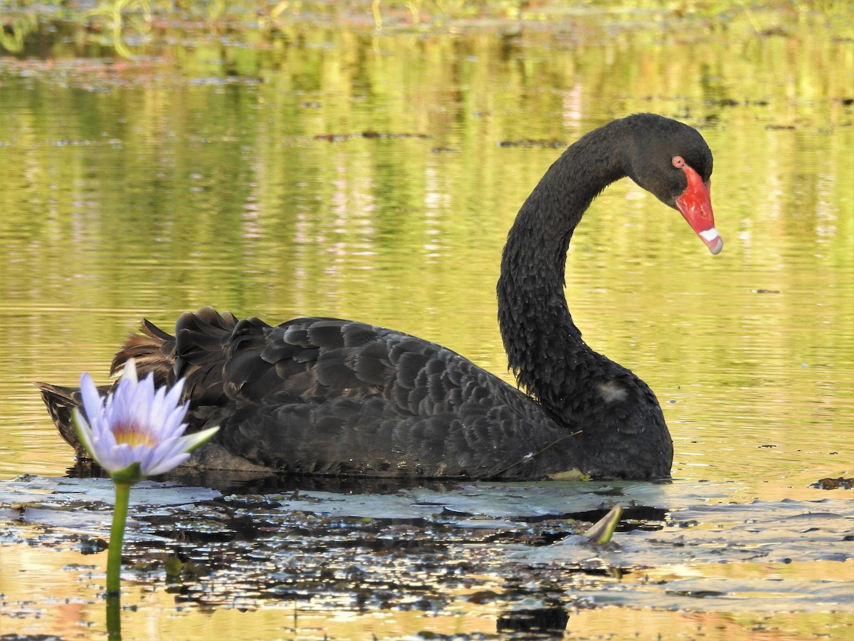 Black Swan - Guy Castley