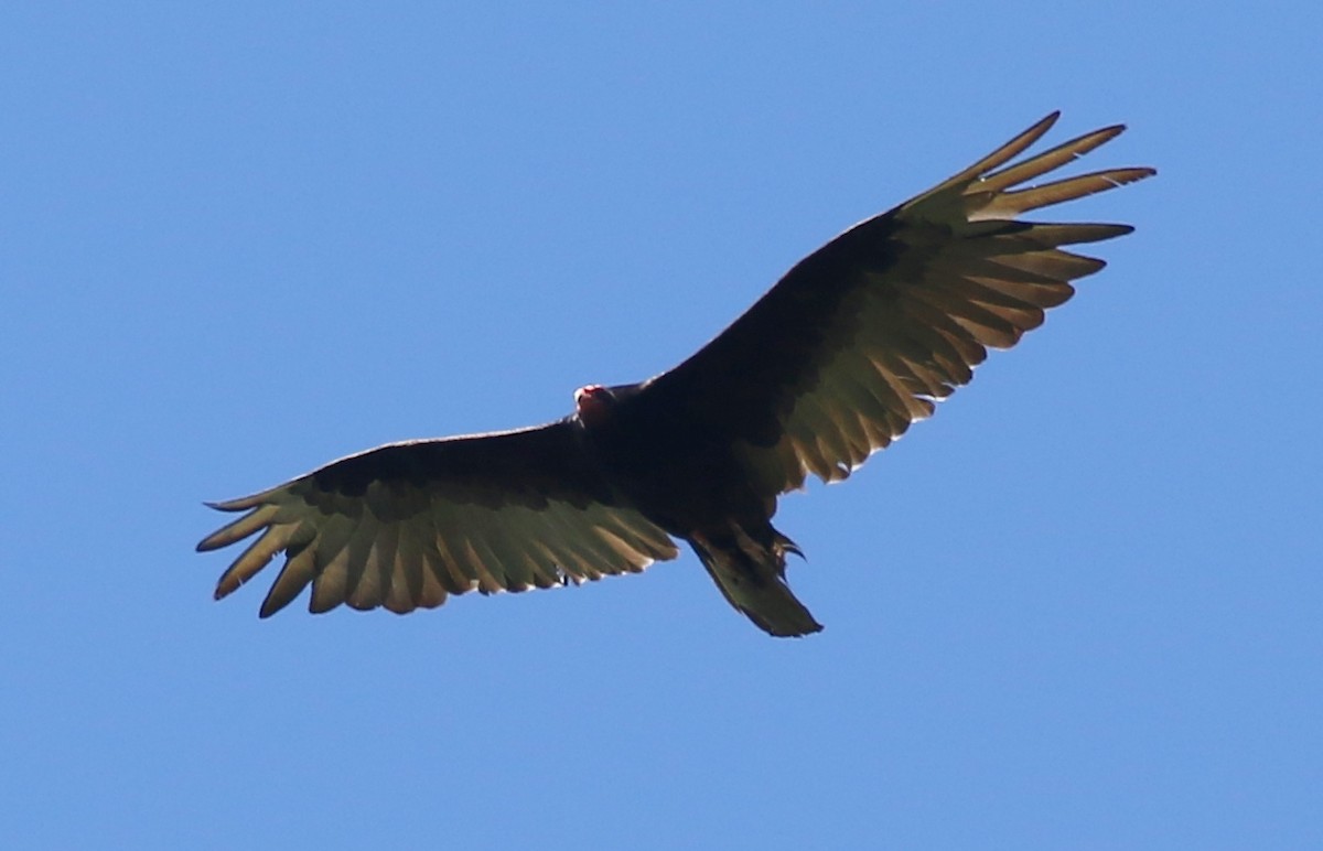 Turkey Vulture - ML463100351