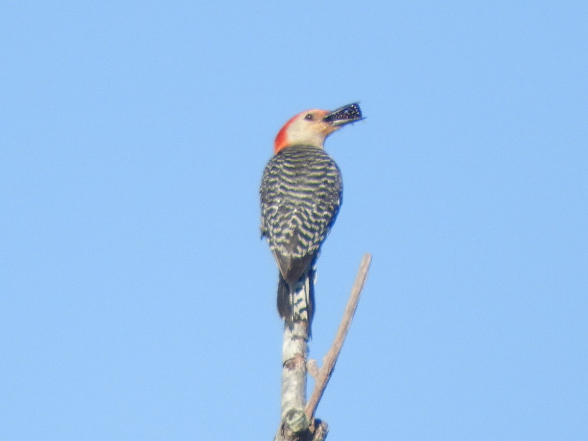 Red-bellied Woodpecker - ML463100441