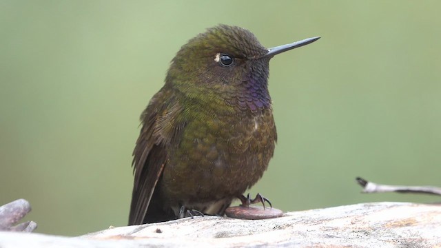 Violet-throated Metaltail - ML463101741