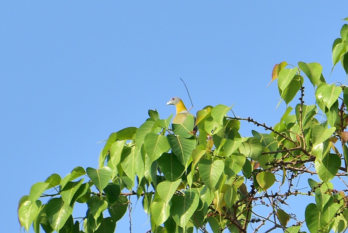 Yellow-footed Green-Pigeon - Shaurya Rahul Narlanka