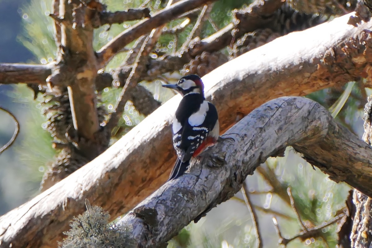 Great Spotted Woodpecker - ML463106571