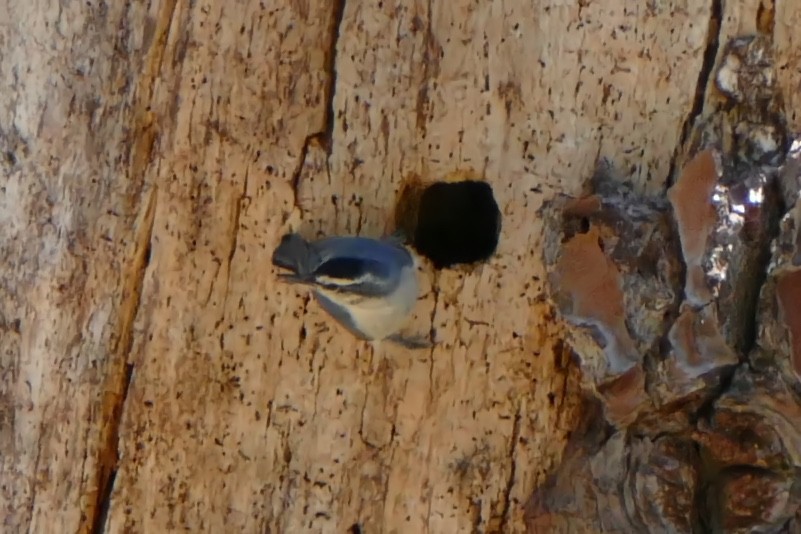 Corsican Nuthatch - ML463107751