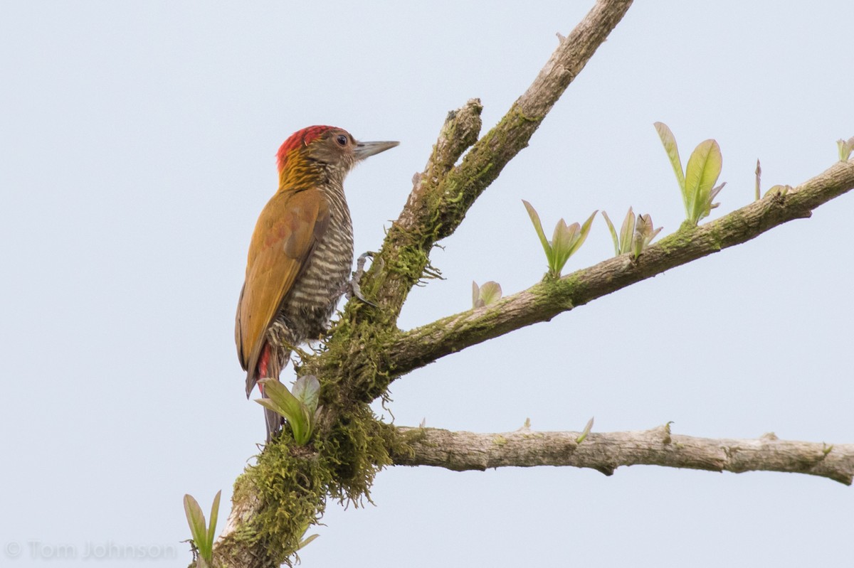 Red-rumped Woodpecker - Tom Johnson