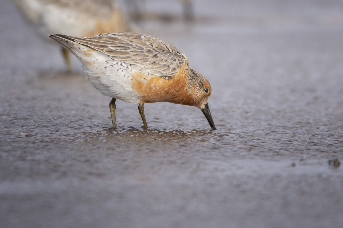 Red Knot - ML463108481
