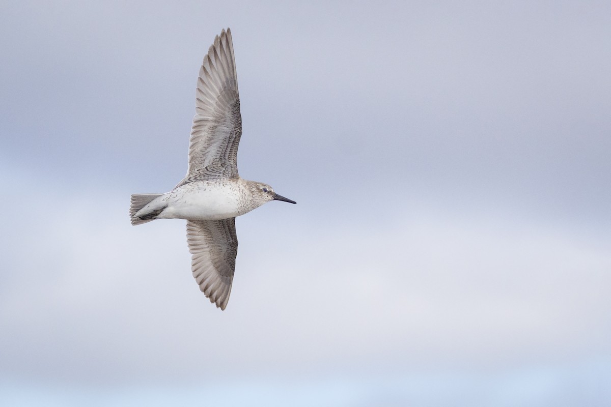 Red Knot - ML463108491