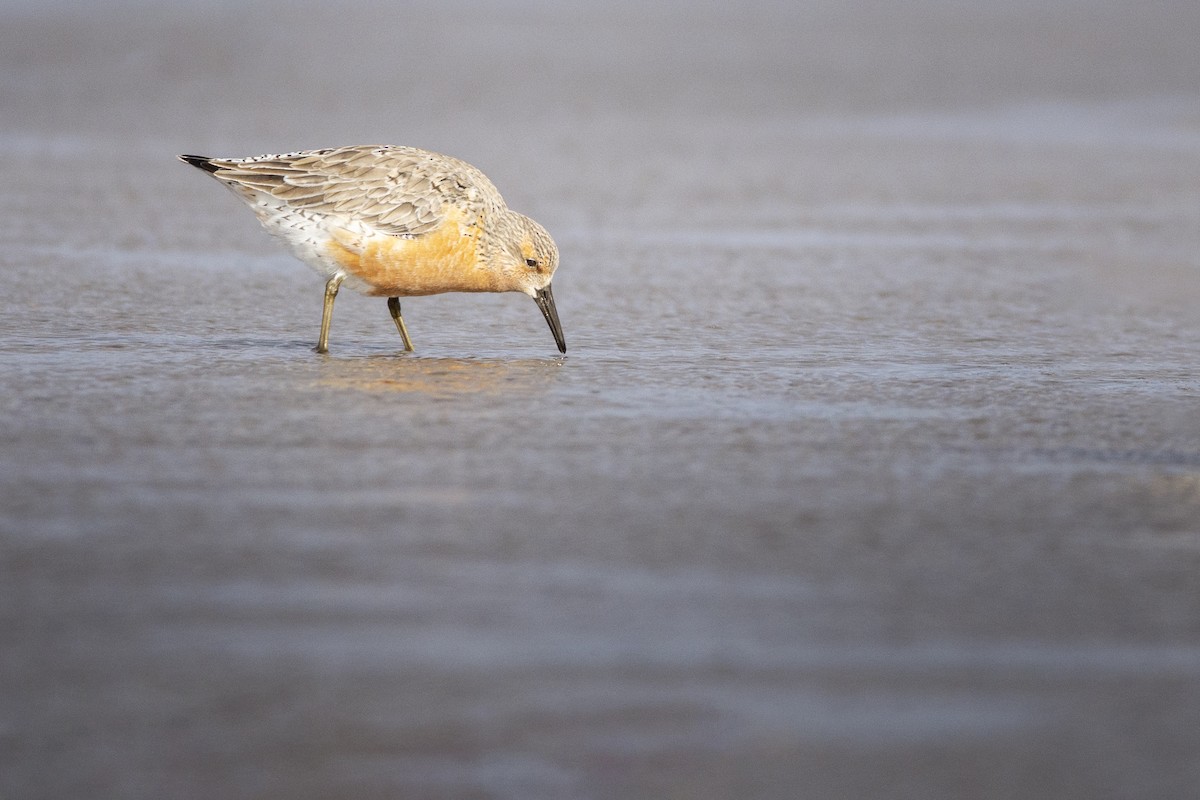 Red Knot - ML463108541