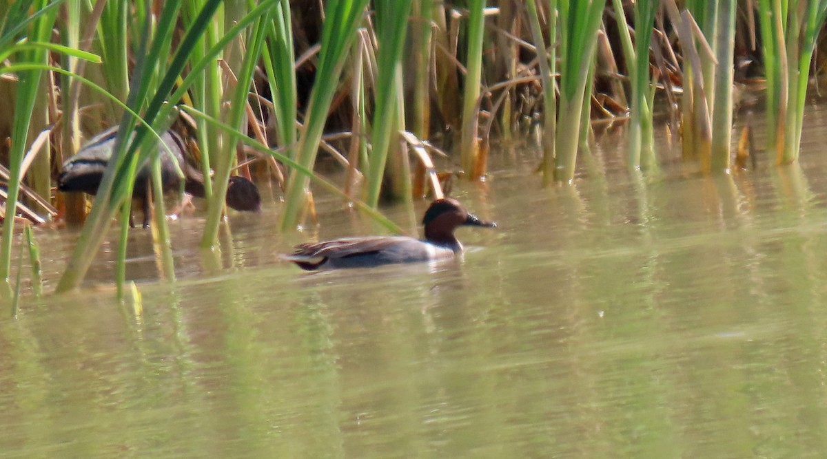 Green-winged Teal - ML463109341