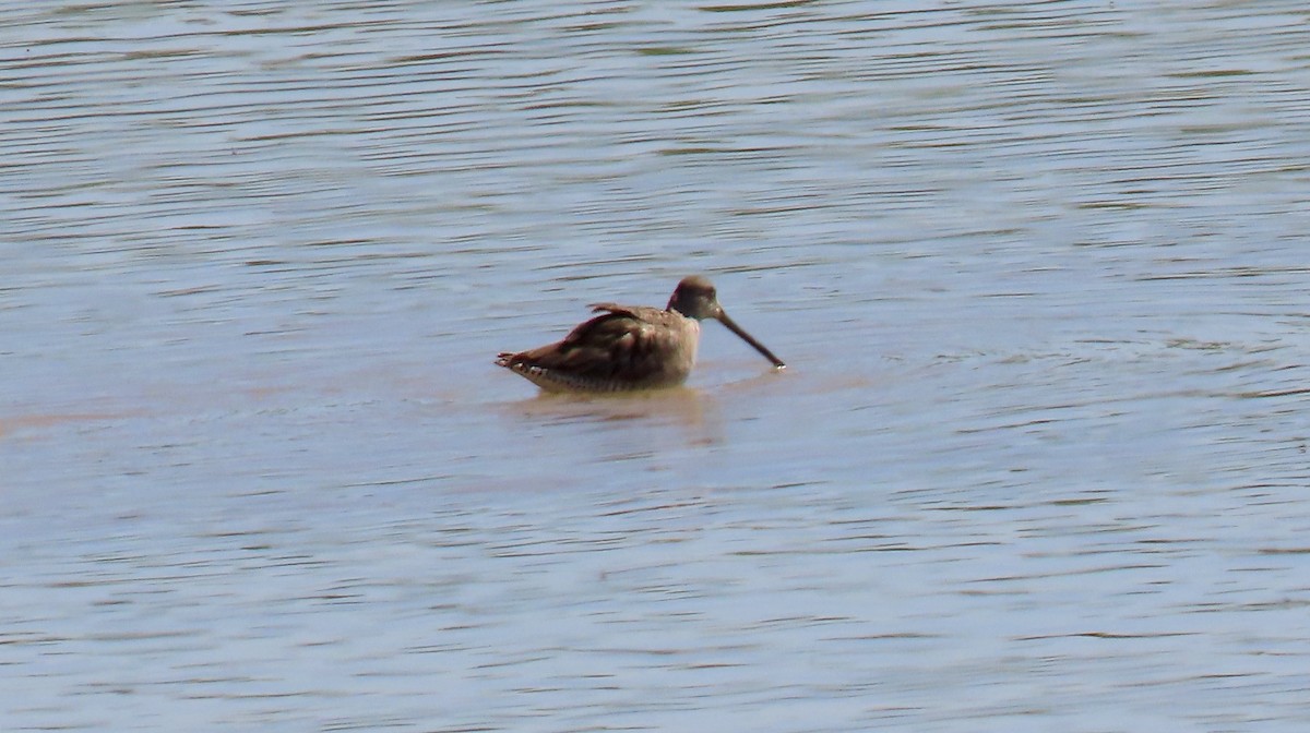 Long-billed Dowitcher - ML463109471