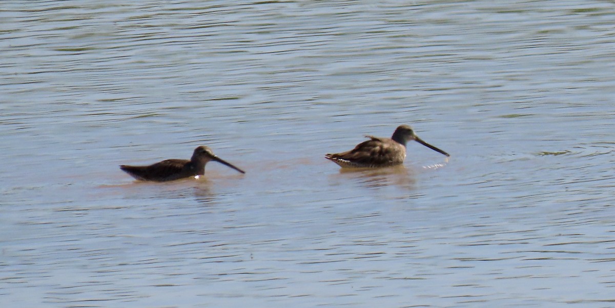 Long-billed Dowitcher - ML463109581