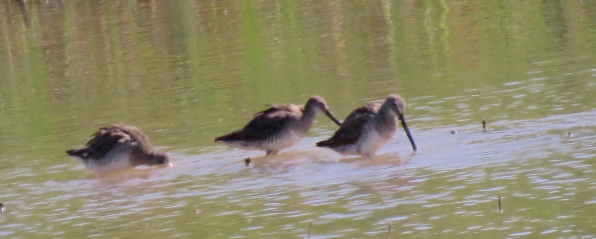 Long-billed Dowitcher - ML463109621