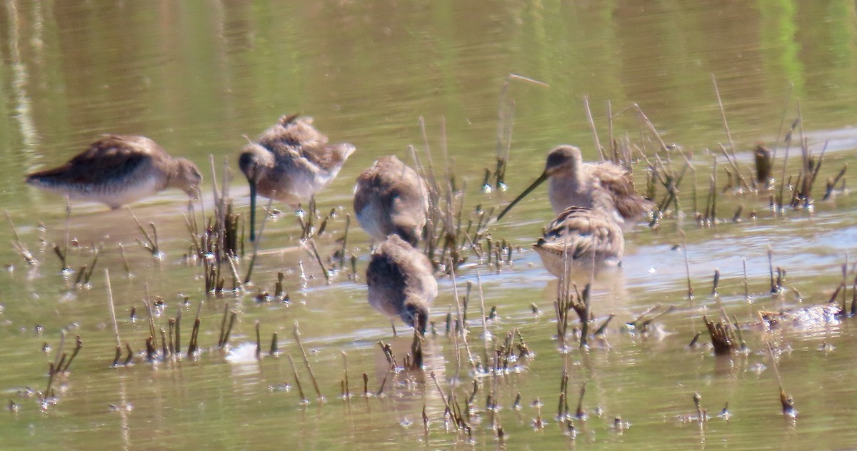 Long-billed Dowitcher - ML463109671