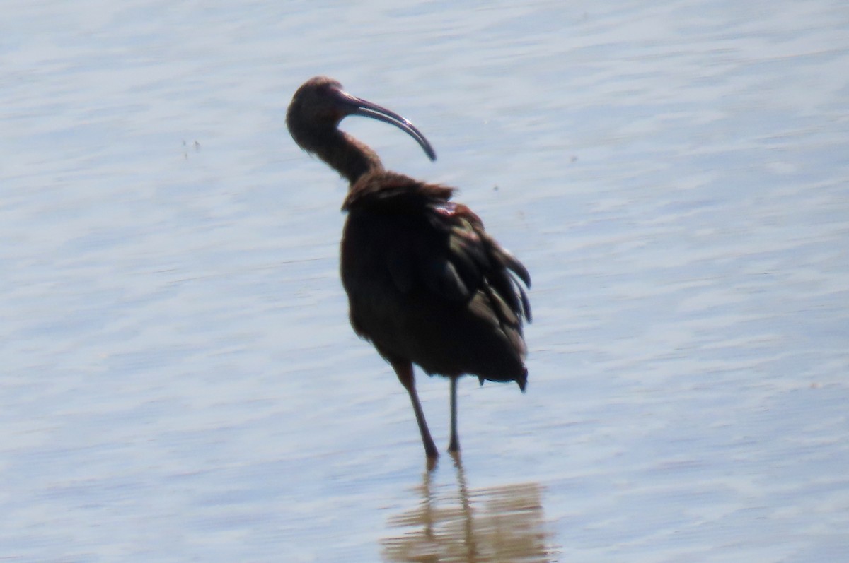 ibis americký - ML463109951