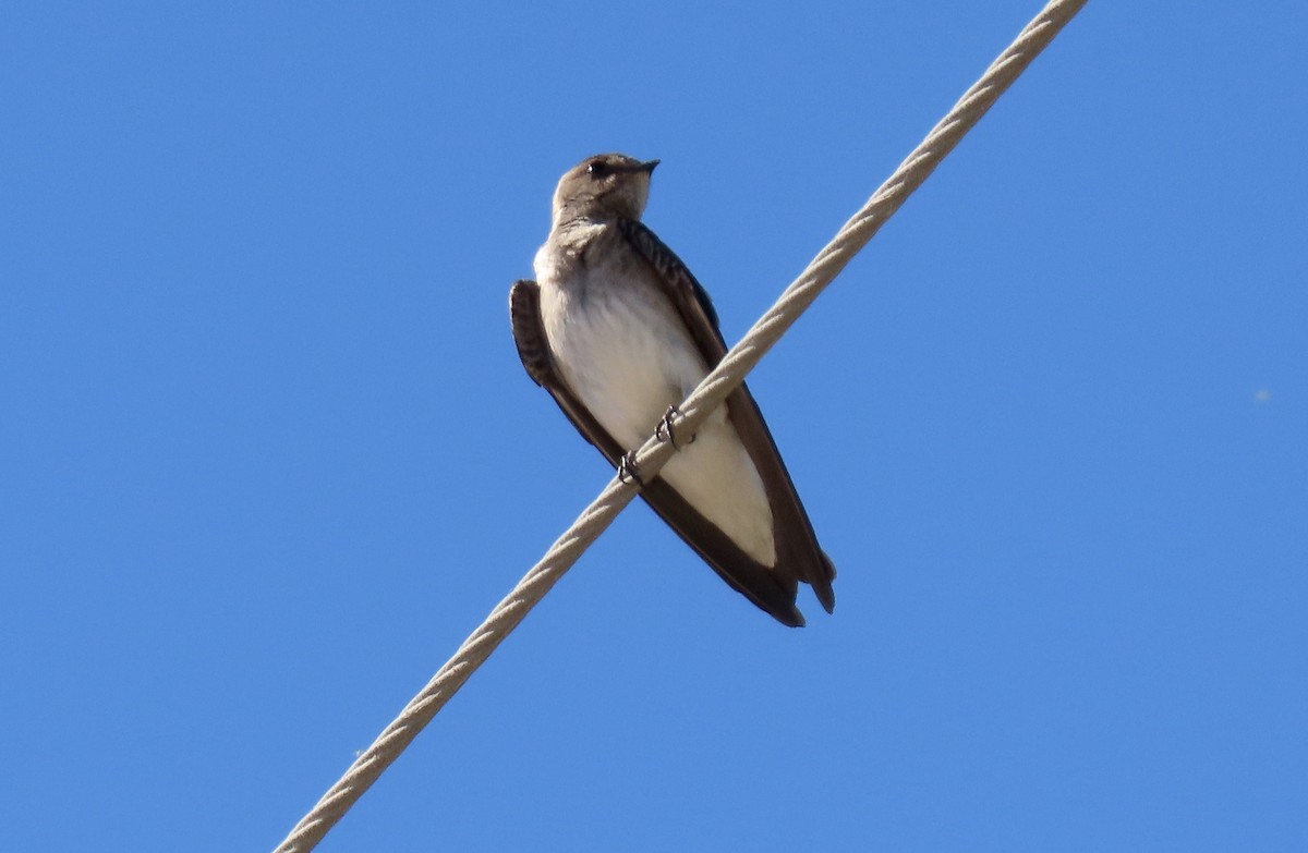 Northern Rough-winged Swallow - ML463110561