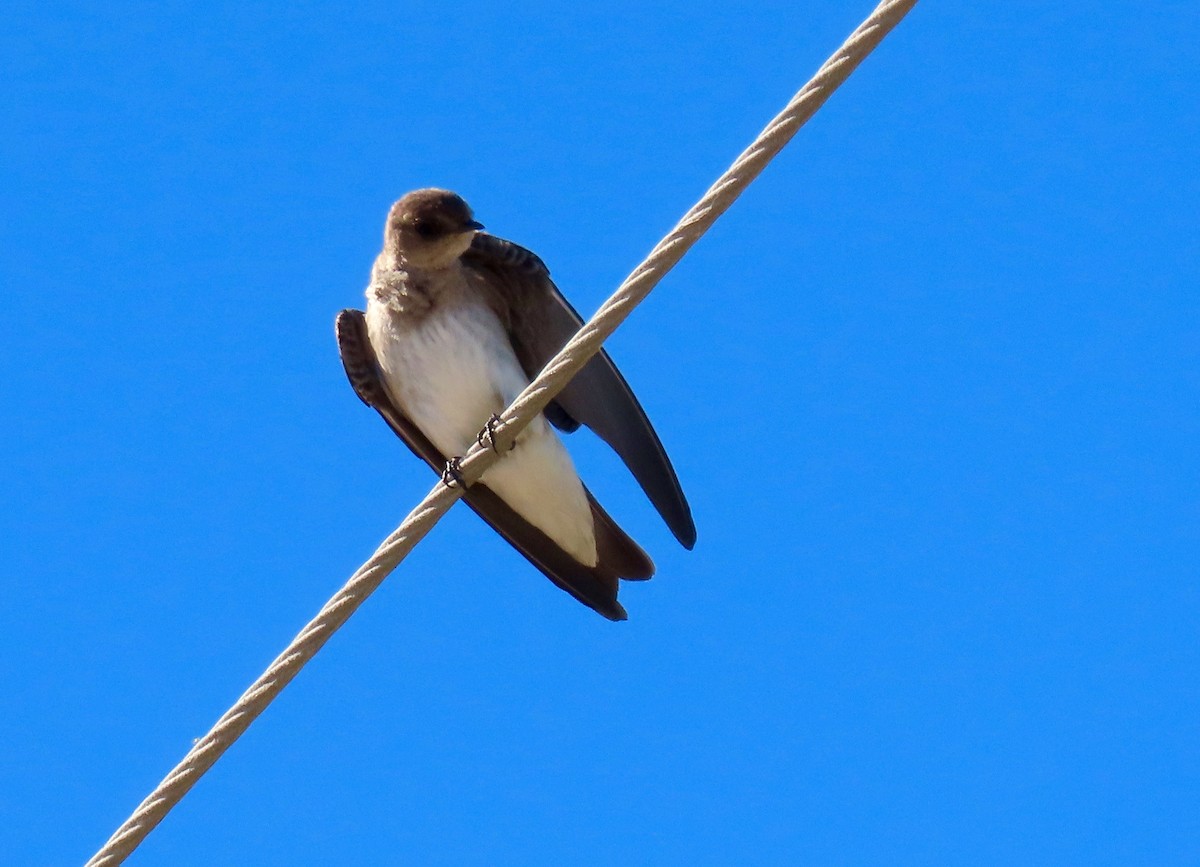 Northern Rough-winged Swallow - ML463110571