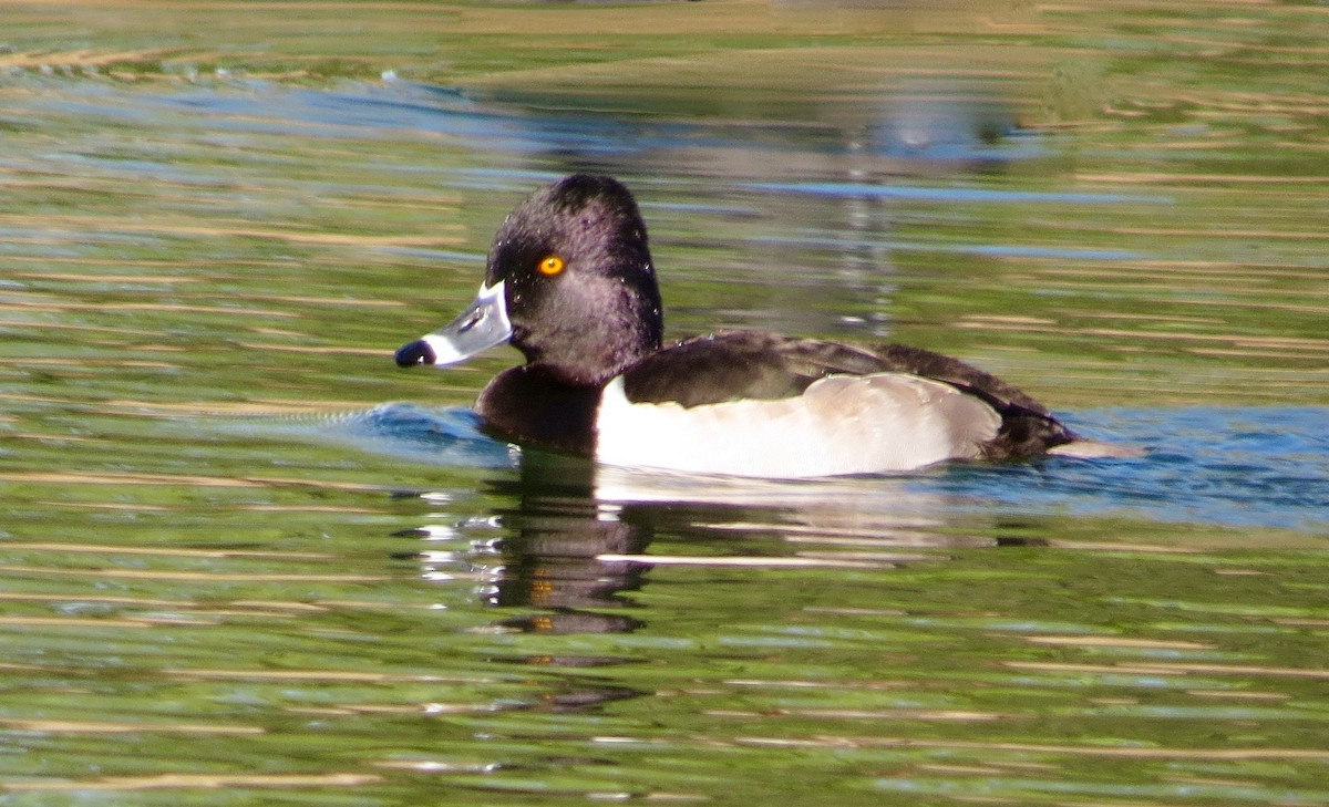 Ring-necked Duck - ML46311131