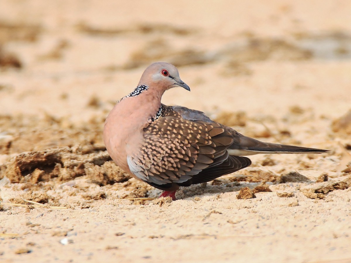 Spotted Dove - ML46311151