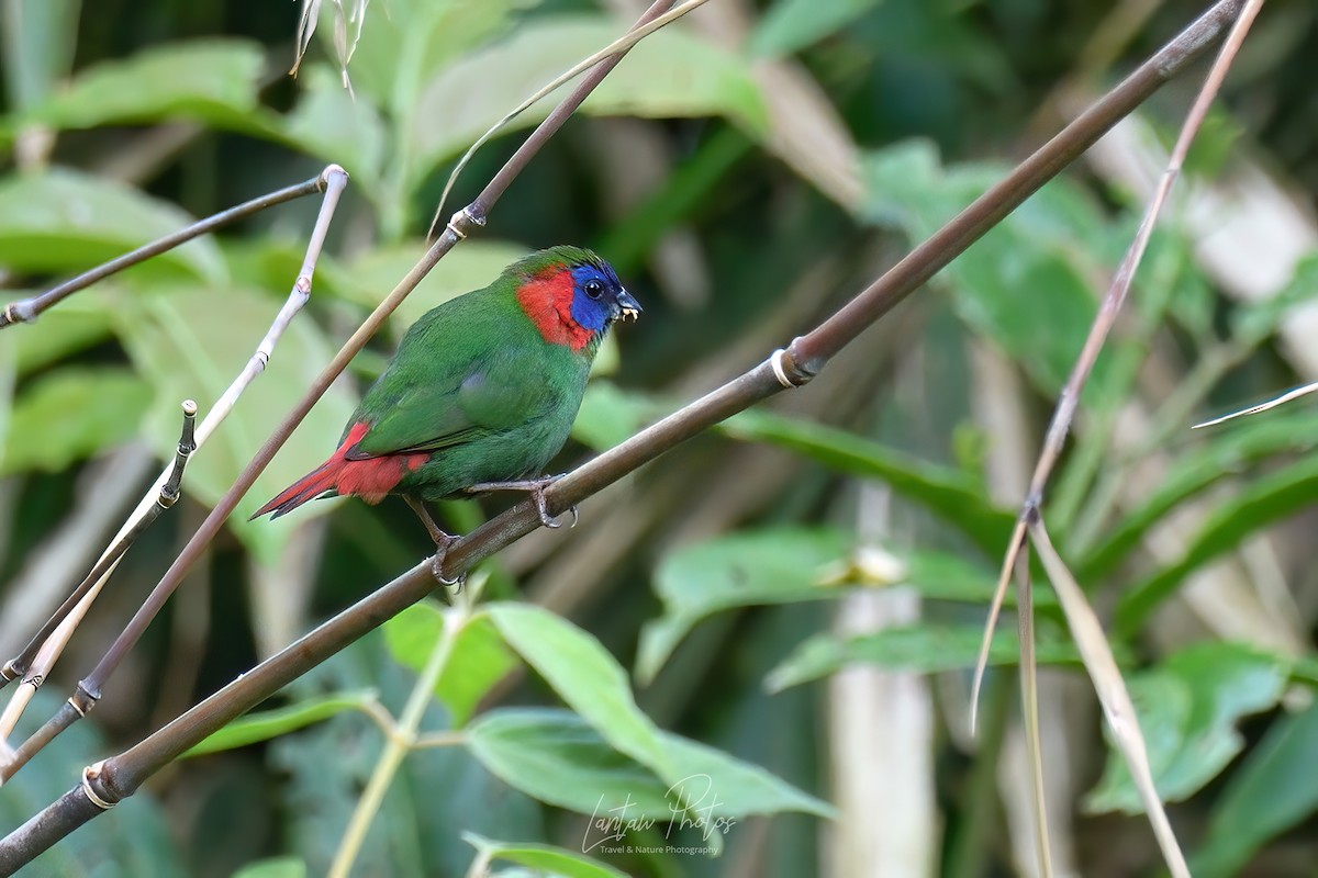 Red-eared Parrotfinch - Allan Barredo