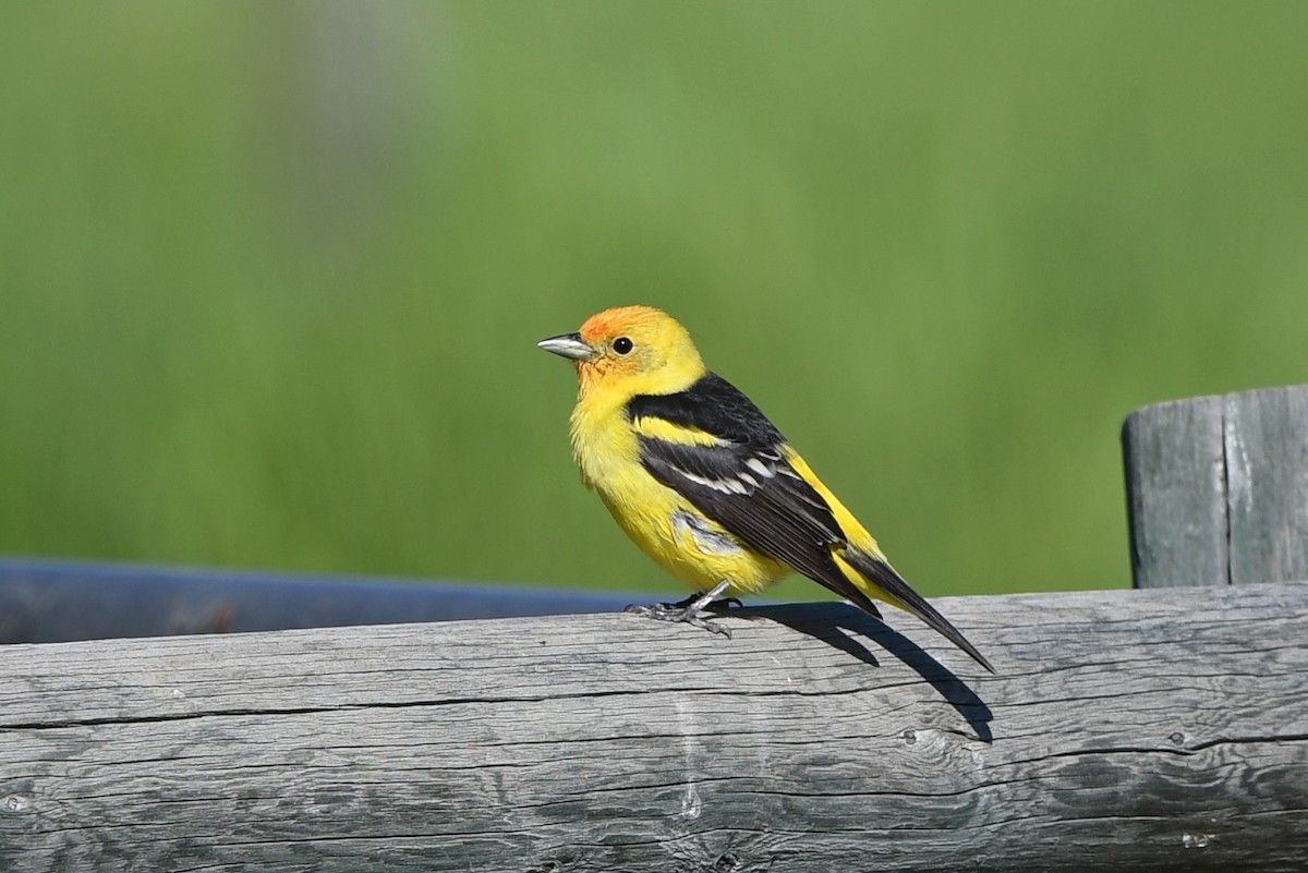 Western Tanager - ML463113151