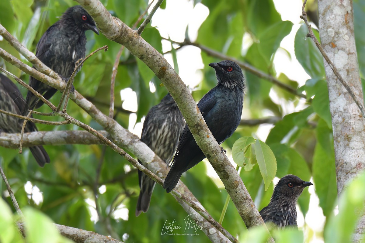 Short-tailed Starling - Allan Barredo