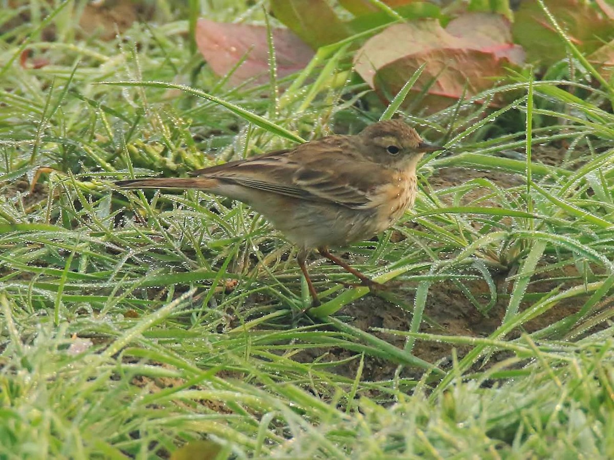 Water Pipit - ML46311411