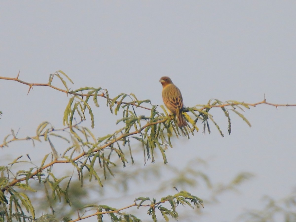 Red-headed Bunting - ML46311631
