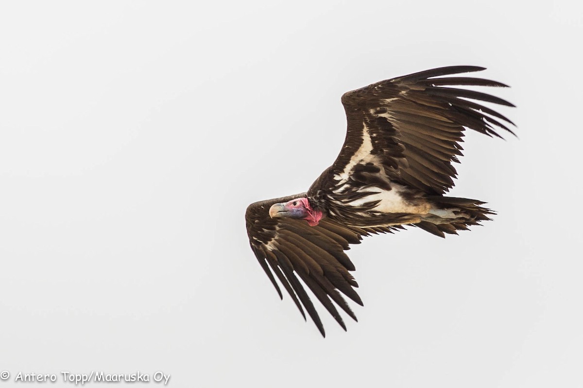 Lappet-faced Vulture - ML46311681