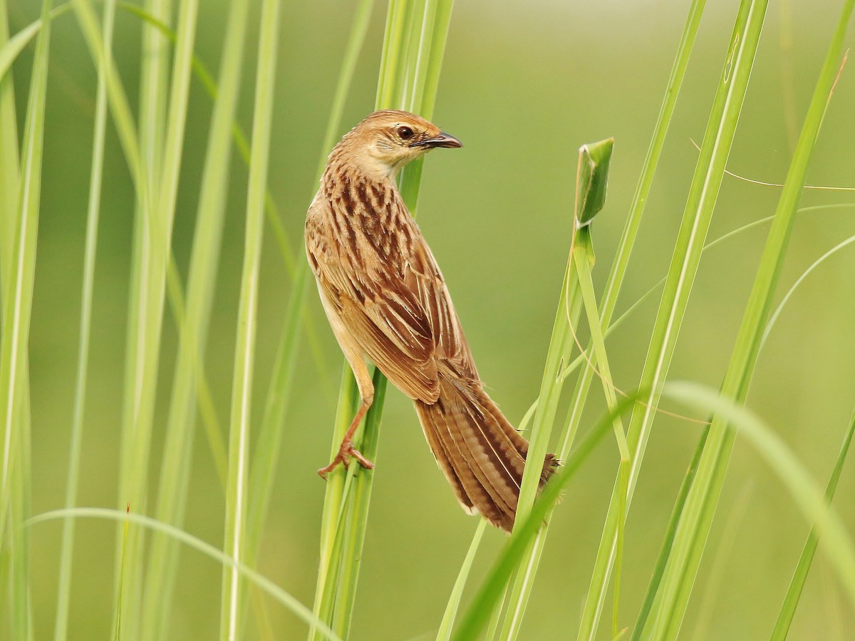 Bristled Grassbird - Nitin Kumar