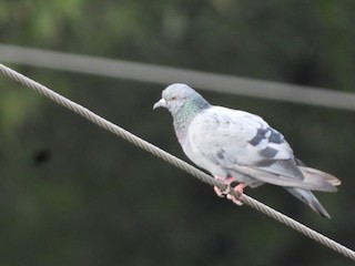 Rock Pigeon (Feral Pigeon), ML463125321