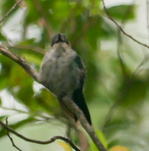 Sombre Hummingbird - ML463126541