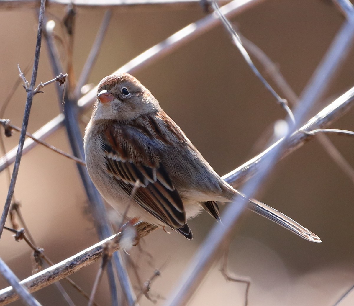 Field Sparrow - ML463127831