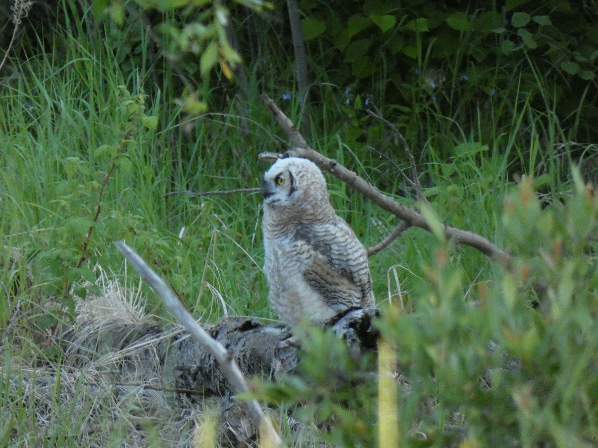 Great Horned Owl - ML463128101