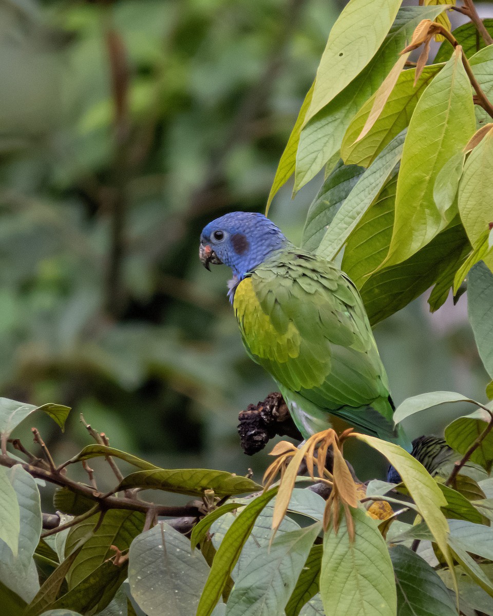 Blue-headed Parrot - Adalberto Quiroga Villada