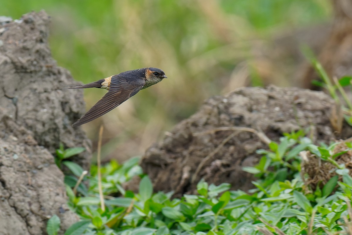 Red-rumped Swallow (Red-rumped) - ML463144691