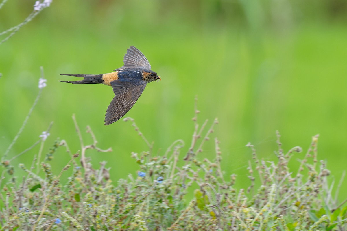 Red-rumped Swallow (Red-rumped) - ML463144771