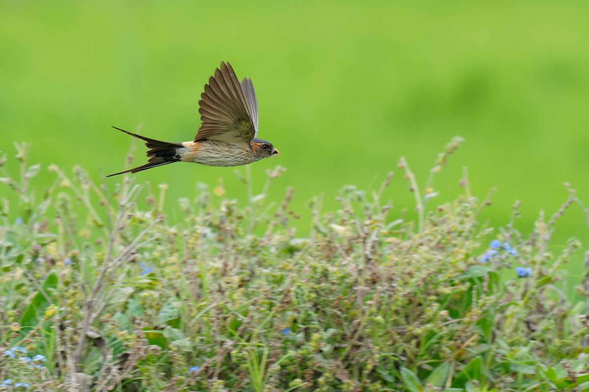Red-rumped Swallow (Red-rumped) - ML463144781
