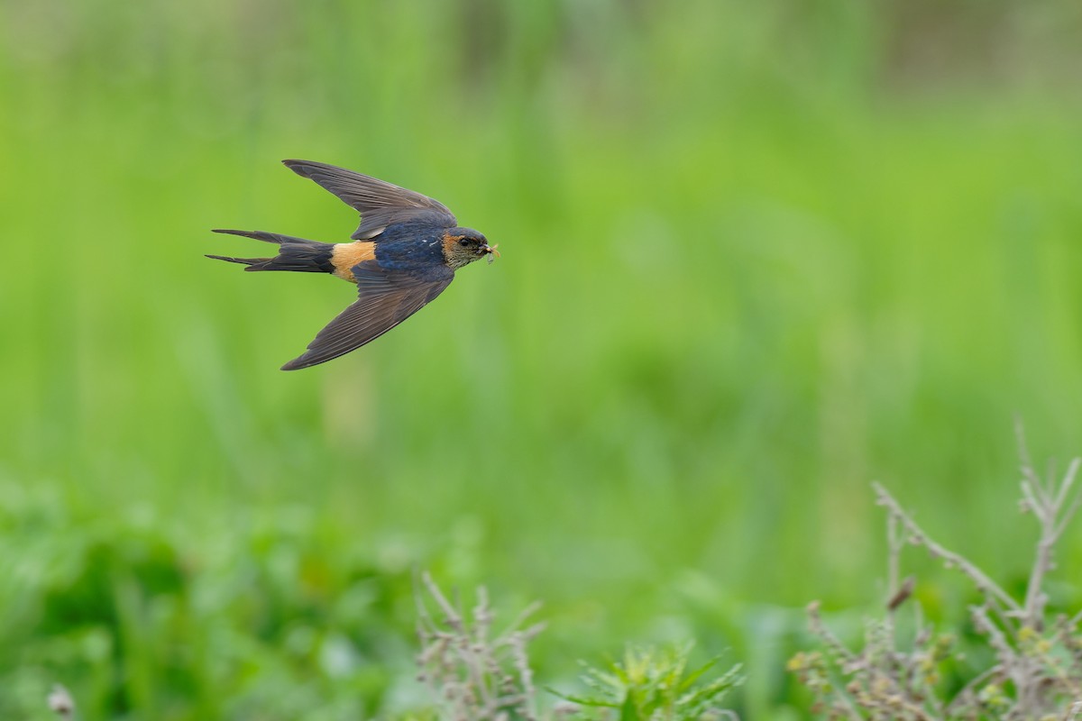 Red-rumped Swallow (Red-rumped) - ML463144791