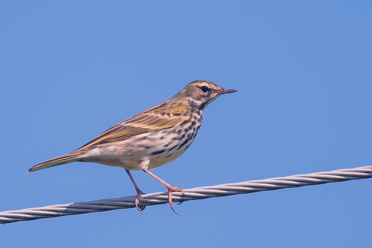 Rosy Pipit - ML463149421