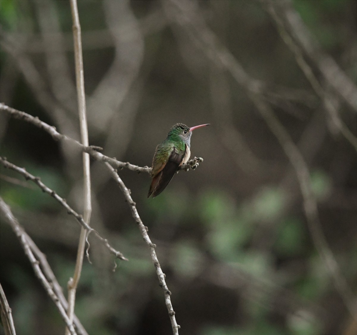 Buff-bellied Hummingbird - ML46315031