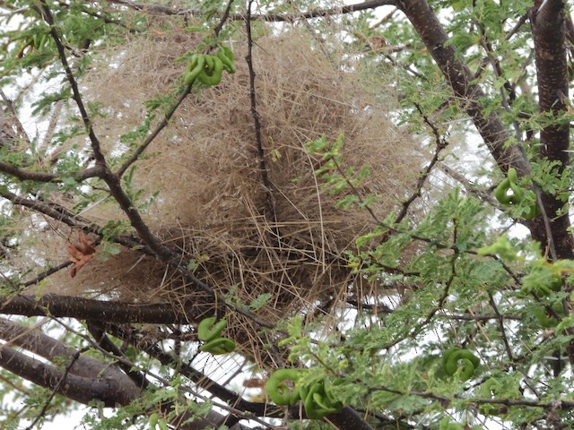 Nest&nbsp;in thorny shrub. - Scaly Weaver - 