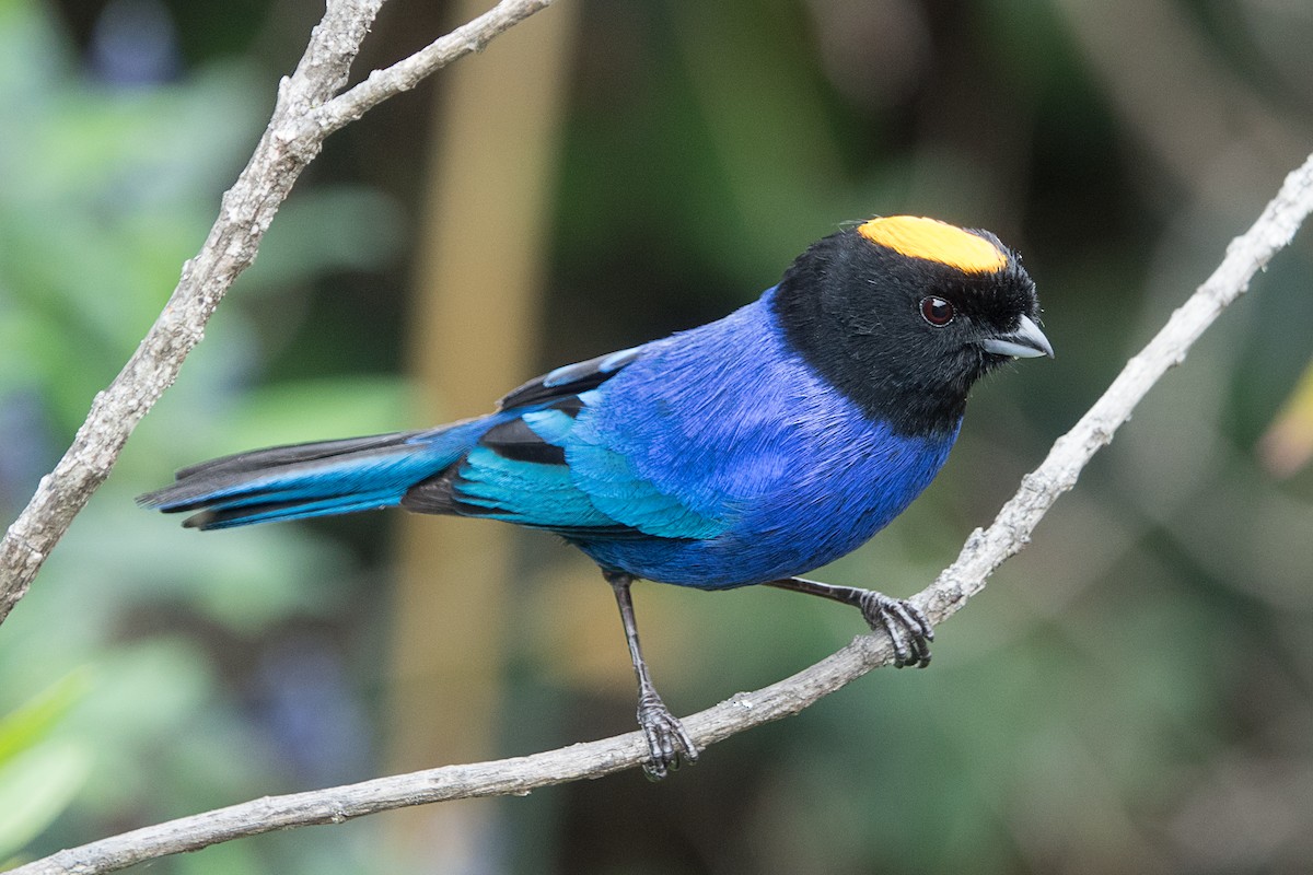 Golden-crowned Tanager - ML463152661