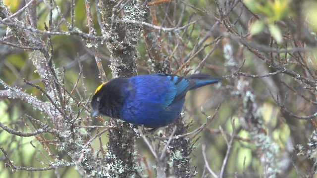 Golden-crowned Tanager - ML463152941