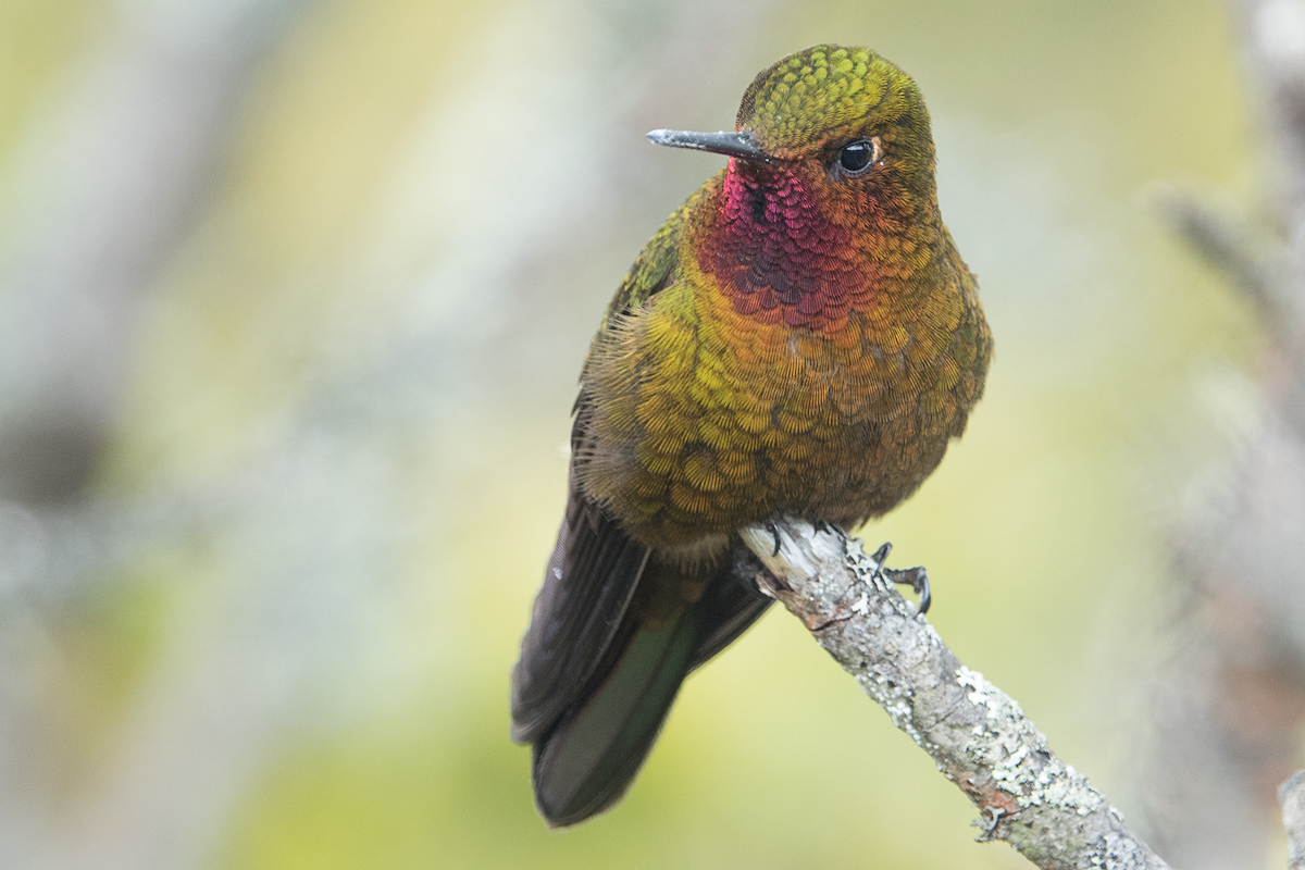 kolibřík rudohrdlý - ML463153451