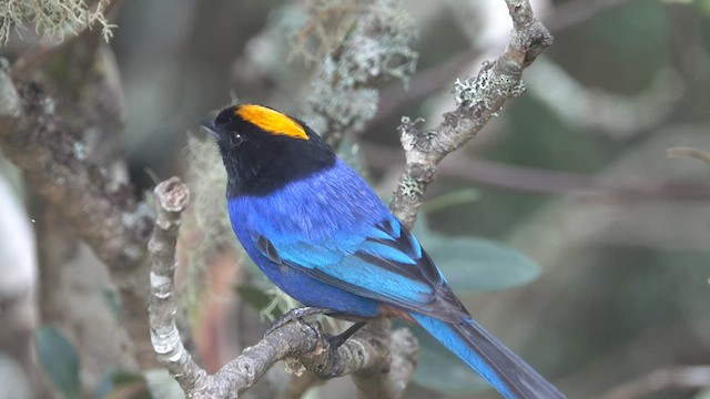 Golden-crowned Tanager - ML463153531
