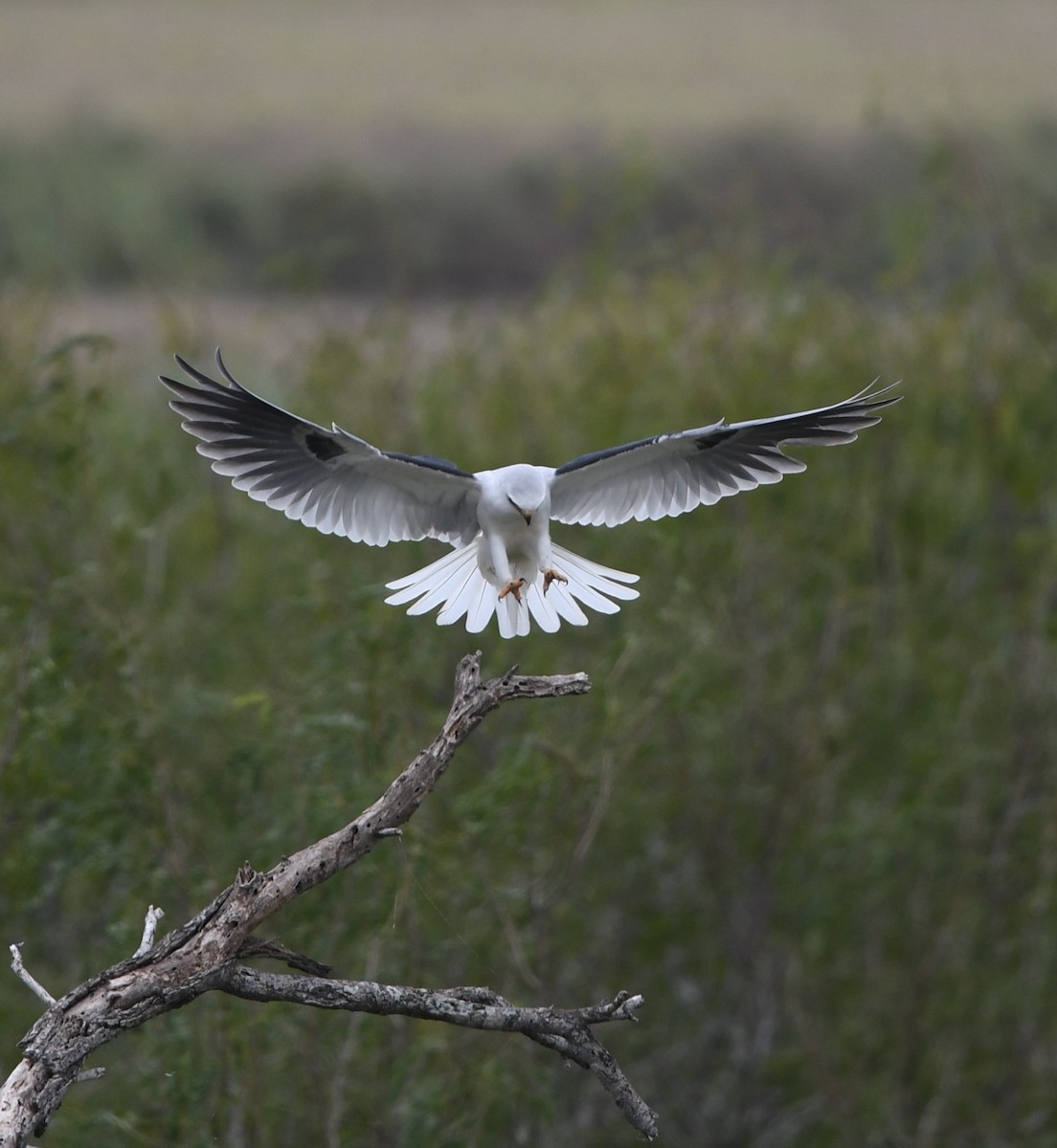 White-tailed Kite - ML46315371