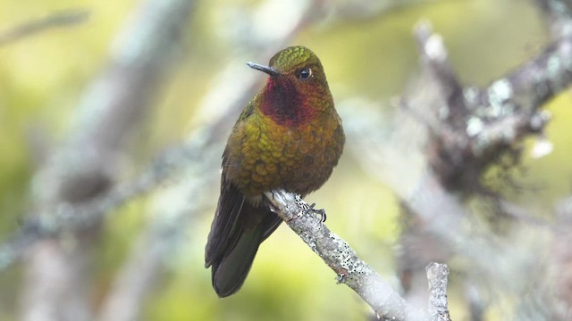 kolibřík rudohrdlý - ML463153721